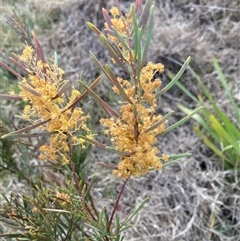 Acacia boormanii at Belconnen, ACT - 24 Sep 2024