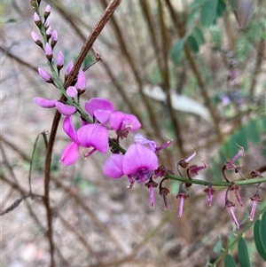 Indigofera australis subsp. australis at Belconnen, ACT - 24 Sep 2024