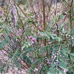 Indigofera australis subsp. australis at Belconnen, ACT - 24 Sep 2024