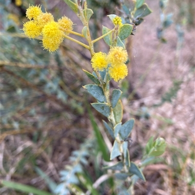 Acacia cultriformis (Knife Leaf Wattle) at Belconnen, ACT - 23 Sep 2024 by JohnGiacon