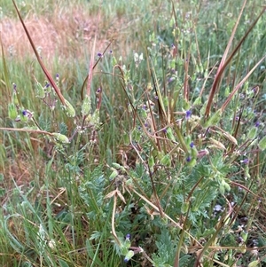 Erodium botrys at Belconnen, ACT - 24 Sep 2024