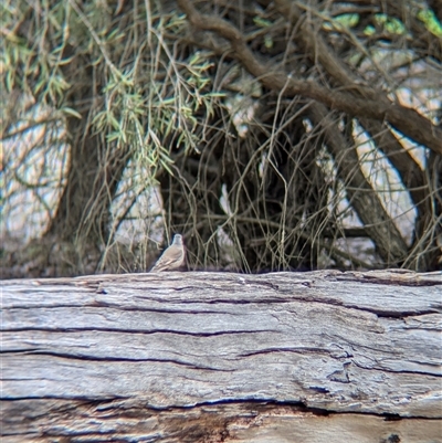 Climacteris picumnus victoriae (Brown Treecreeper) at Splitters Creek, NSW - 24 Sep 2024 by Darcy