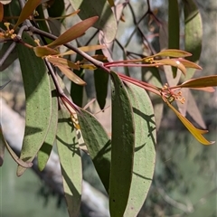 Muellerina eucalyptoides (Creeping Mistletoe) at West Albury, NSW - 24 Sep 2024 by Darcy