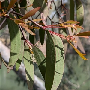 Muellerina eucalyptoides at West Albury, NSW - 24 Sep 2024 12:12 PM