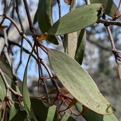 Muellerina eucalyptoides at West Albury, NSW - 24 Sep 2024 12:12 PM