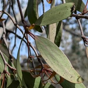 Muellerina eucalyptoides at West Albury, NSW - 24 Sep 2024 12:12 PM