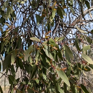 Muellerina eucalyptoides at West Albury, NSW - 24 Sep 2024 12:12 PM