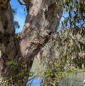 Muellerina eucalyptoides at West Albury, NSW - 24 Sep 2024 12:12 PM