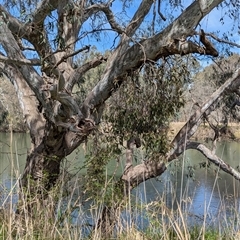 Muellerina eucalyptoides at West Albury, NSW - 24 Sep 2024 12:12 PM