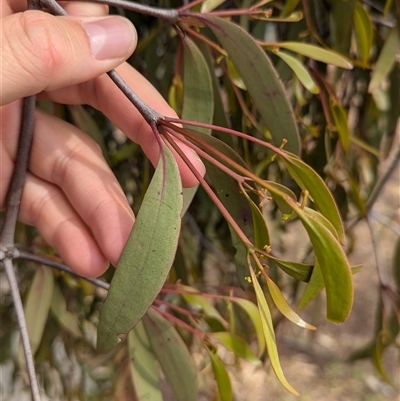 Muellerina eucalyptoides (Creeping Mistletoe) at West Albury, NSW - 24 Sep 2024 by Darcy