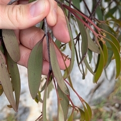 Muellerina eucalyptoides at West Albury, NSW - 24 Sep 2024 12:20 PM