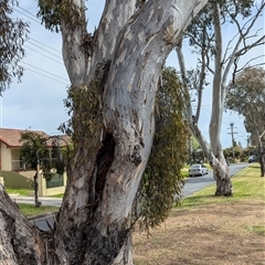 Muellerina eucalyptoides at West Albury, NSW - 24 Sep 2024 12:20 PM