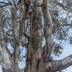 Muellerina eucalyptoides (Creeping Mistletoe) at Albury, NSW - 24 Sep 2024 by Darcy