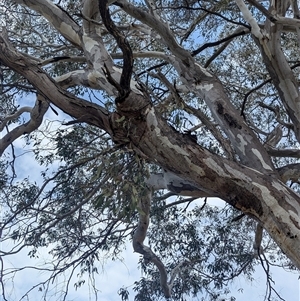 Muellerina eucalyptoides at Albury, NSW - 24 Sep 2024 12:28 PM