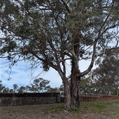 Muellerina eucalyptoides at Albury, NSW - 24 Sep 2024 12:28 PM