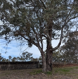 Muellerina eucalyptoides at Albury, NSW - 24 Sep 2024 12:28 PM