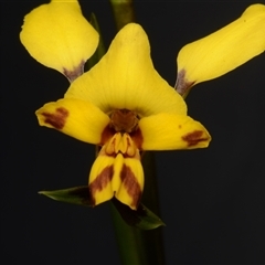 Diuris nigromontana (Black Mountain Leopard Orchid) at Acton, ACT - 24 Sep 2024 by BB23