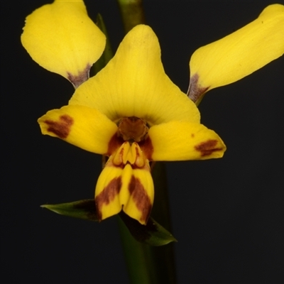 Diuris nigromontana (Black Mountain Leopard Orchid) at Acton, ACT - 24 Sep 2024 by BB23