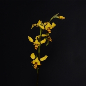 Diuris nigromontana at Acton, ACT - suppressed