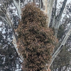 Muellerina eucalyptoides (Creeping Mistletoe) at Lavington, NSW - 24 Sep 2024 by Darcy