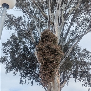 Muellerina eucalyptoides at Lavington, NSW - 24 Sep 2024