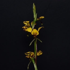 Diuris nigromontana at Acton, ACT - suppressed