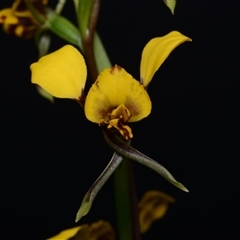 Diuris nigromontana at Acton, ACT - suppressed