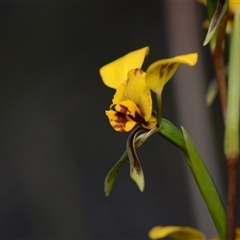 Diuris nigromontana at Acton, ACT - suppressed