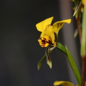 Diuris nigromontana at Acton, ACT - suppressed