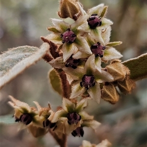 Lasiopetalum macrophyllum at Bungonia, NSW - 24 Sep 2024