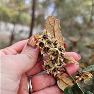 Lasiopetalum macrophyllum at Bungonia, NSW - 24 Sep 2024 04:33 PM