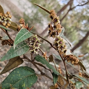 Lasiopetalum macrophyllum at Bungonia, NSW - 24 Sep 2024 04:33 PM