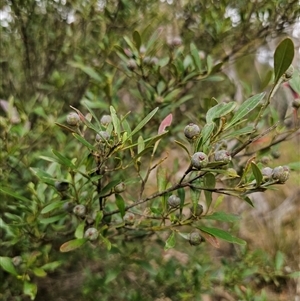 Beyeria viscosa at Bungonia, NSW - 24 Sep 2024