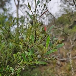 Beyeria viscosa at Bungonia, NSW - 24 Sep 2024