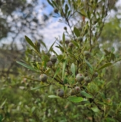 Beyeria viscosa at Bungonia, NSW - 24 Sep 2024