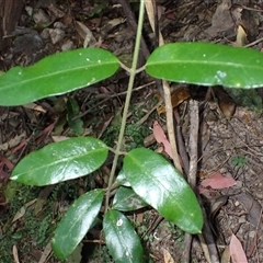 Leichhardtia flavescens (Hairy Milk Vine) at South Wolumla, NSW - 19 Sep 2024 by plants