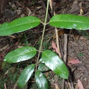 Leichhardtia flavescens at South Wolumla, NSW - 20 Sep 2024