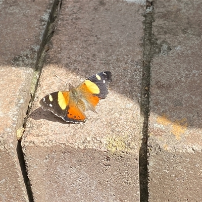 Vanessa itea (Yellow Admiral) at Cook, ACT - 24 Sep 2024 by Tammy