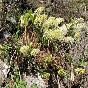 Dendrobium speciosum at South Wolumla, NSW - suppressed