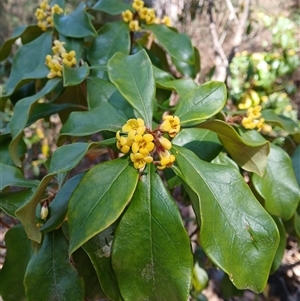 Pittosporum revolutum at South Wolumla, NSW - 20 Sep 2024