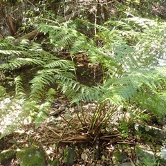 Diplazium australe (Austral Lady Fern) at South Wolumla, NSW - 20 Sep 2024 by plants