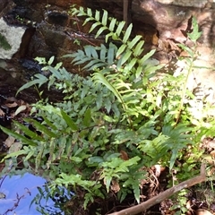 Blechnum minus (Soft Water Fern) at South Wolumla, NSW - 19 Sep 2024 by plants