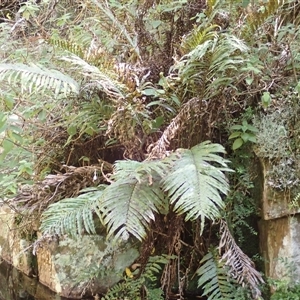 Blechnum minus at South Wolumla, NSW - 20 Sep 2024 09:49 AM