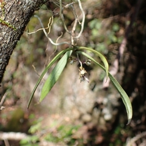 Plectorrhiza tridentata at South Wolumla, NSW - suppressed