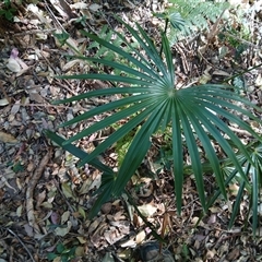 Livistona australis (Australian Cabbage Palm) at Cuttagee, NSW - 20 Sep 2024 by plants