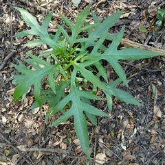 Solanum aviculare (Kangaroo Apple) at Cuttagee, NSW - 20 Sep 2024 by plants