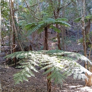 Cyathea australis subsp. australis at Cuttagee, NSW - 21 Sep 2024