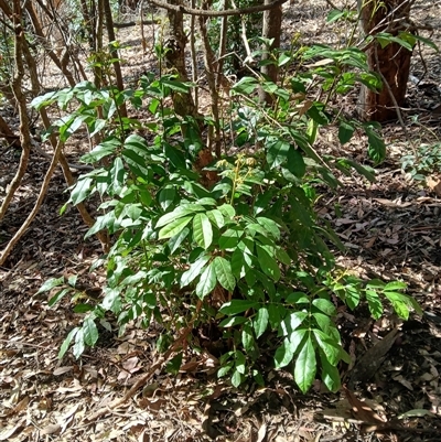 Synoum glandulosum subsp. glandulosum (Scentless Rosewood) at Cuttagee, NSW - 20 Sep 2024 by plants