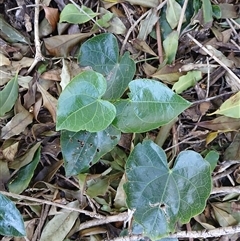 Sarcopetalum harveyanum (Pearl Vine) at Cuttagee, NSW - 20 Sep 2024 by plants