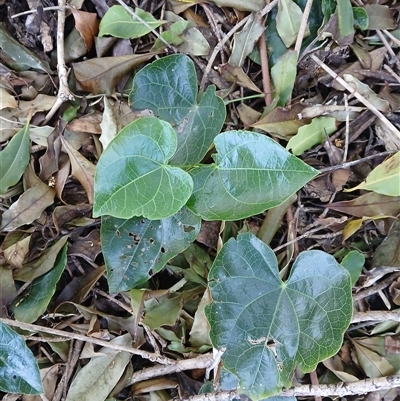 Sarcopetalum harveyanum (Pearl Vine) at Cuttagee, NSW - 20 Sep 2024 by plants